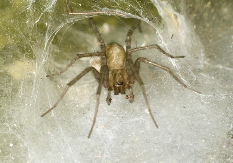 Tegenaria domestica