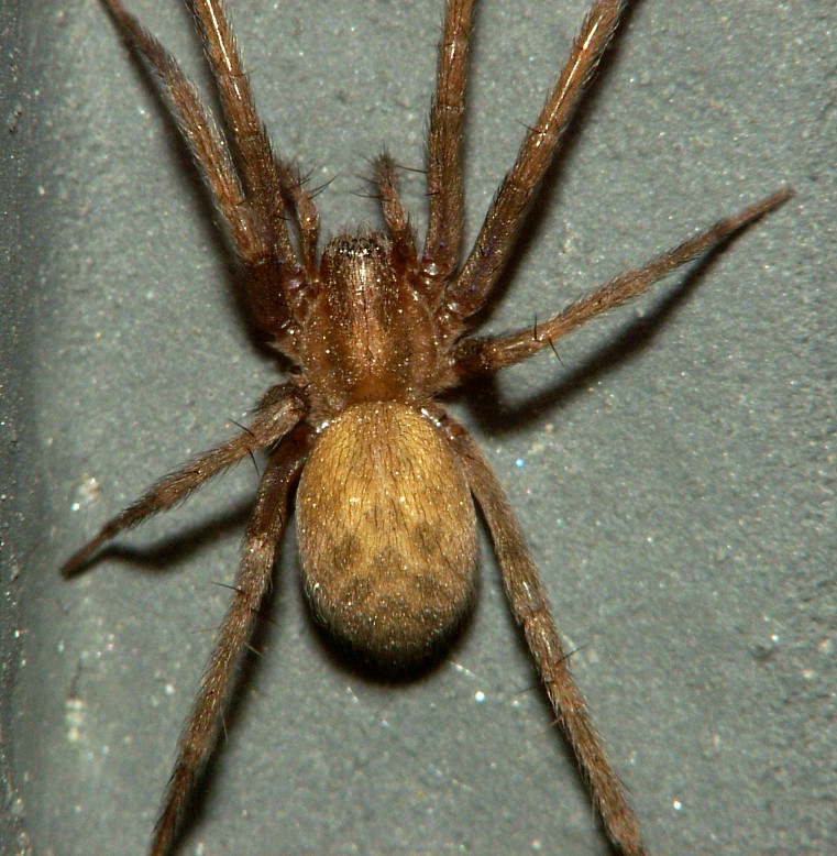 Tegenaria domestica