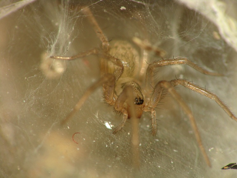 Tegenaria domestica