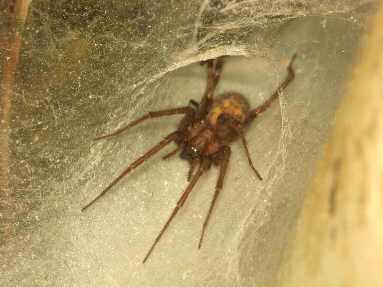 Tegenaria domestica