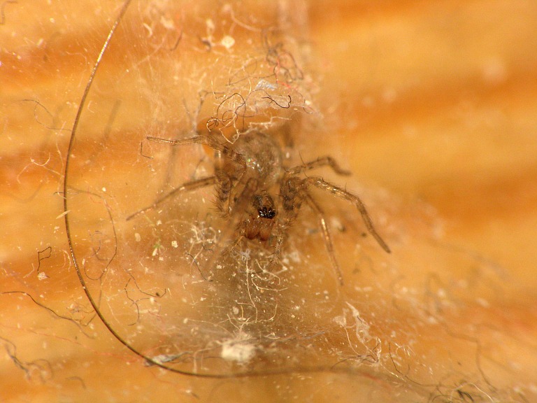 Tegenaria domestica