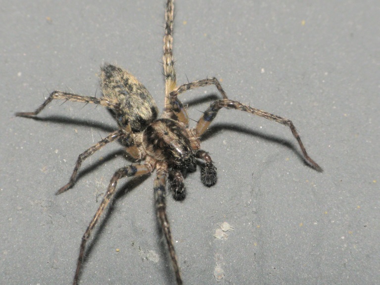 Anyphaena accentuata