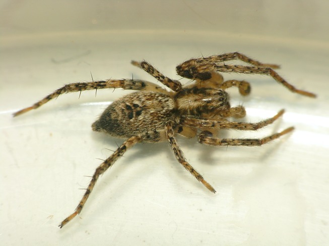 Anyphaena accentuata