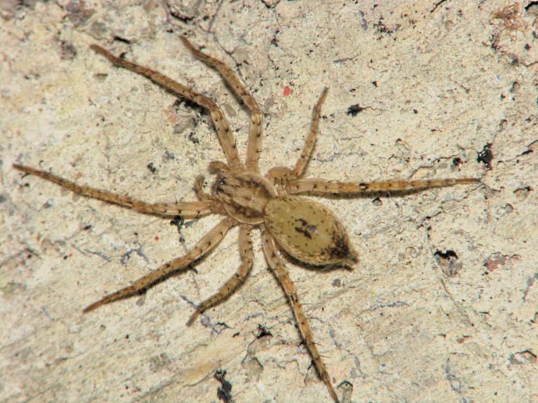 Anyphaena accentuata