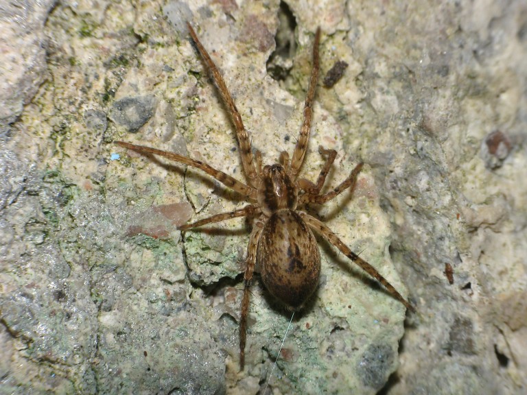 Anyphaena accentuata