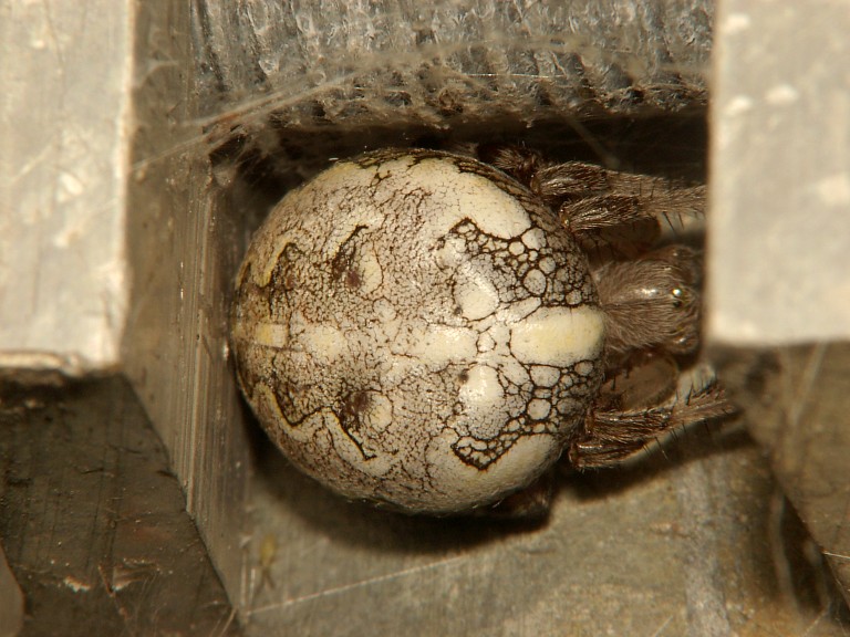 Araneus marmoreus