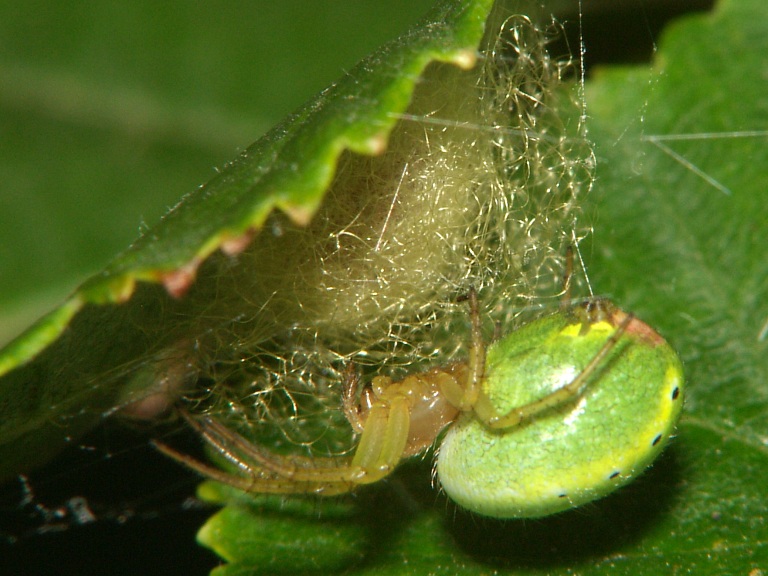 Araniella cucurbitina