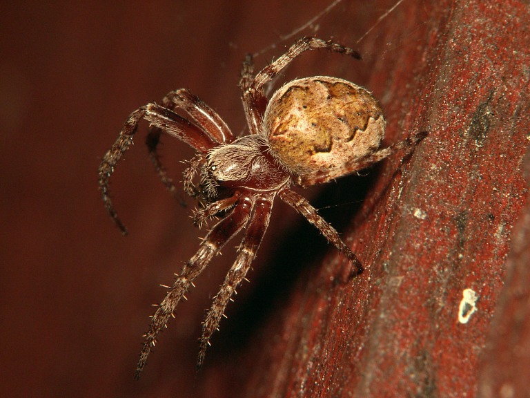 Larinioides patagiatus