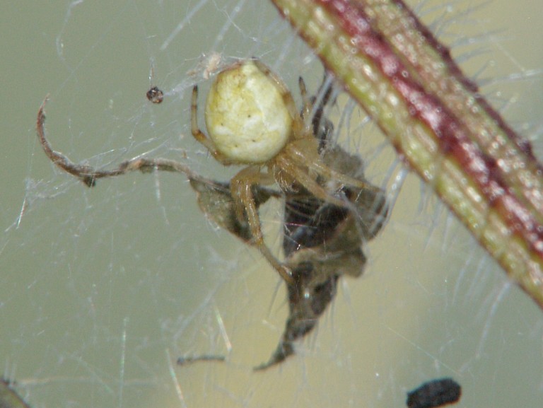 Araneus quadratus