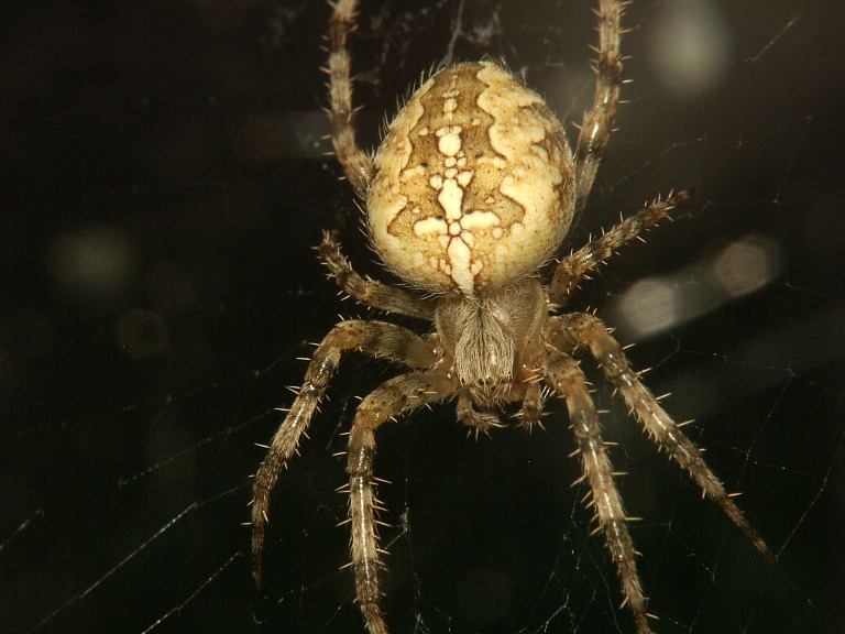 Araneus diadematus