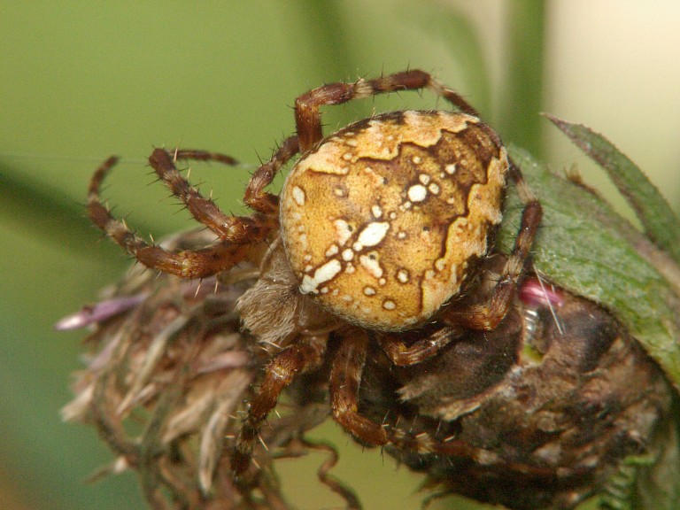 Araneus diadematus