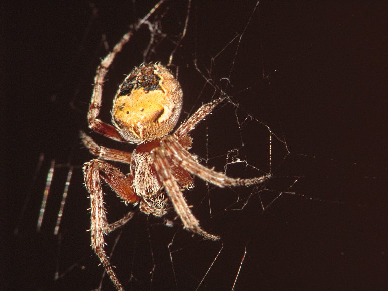 Larinioides patagiatus