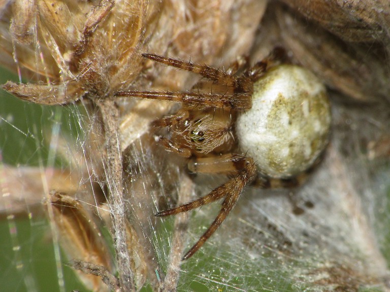 Araneus quadratus