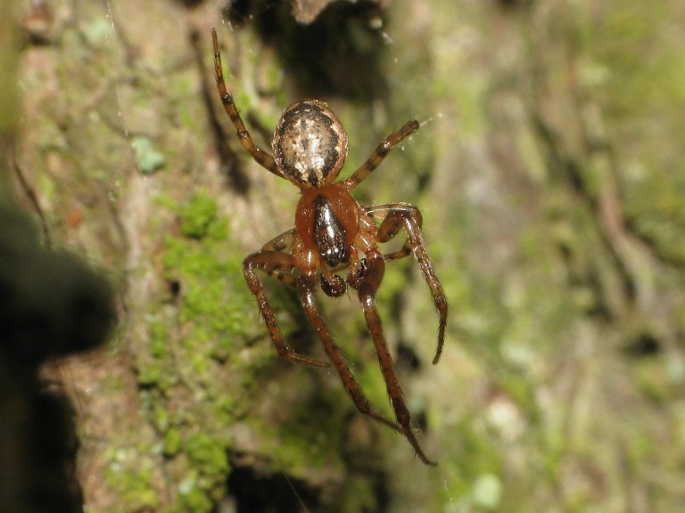 Stroemiellus stroemi