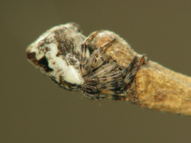 Cyclosa conica