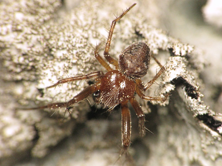 Araneus sturmi