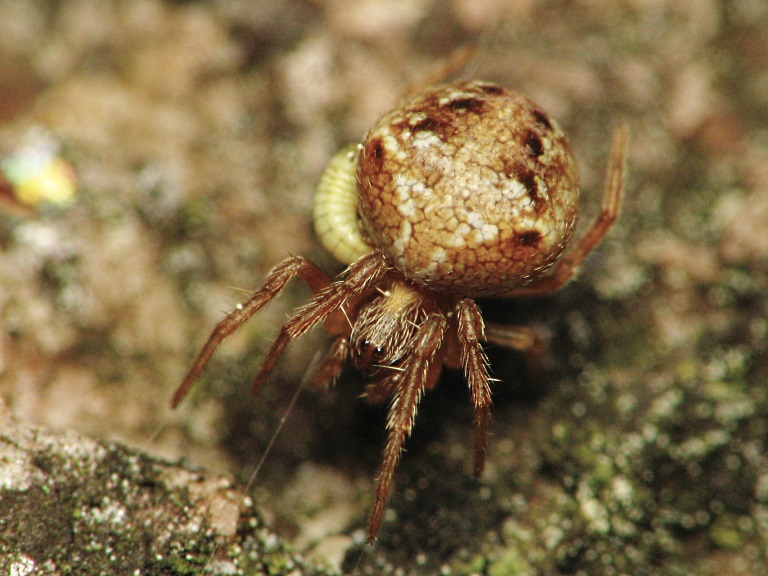 Araneus sturmi