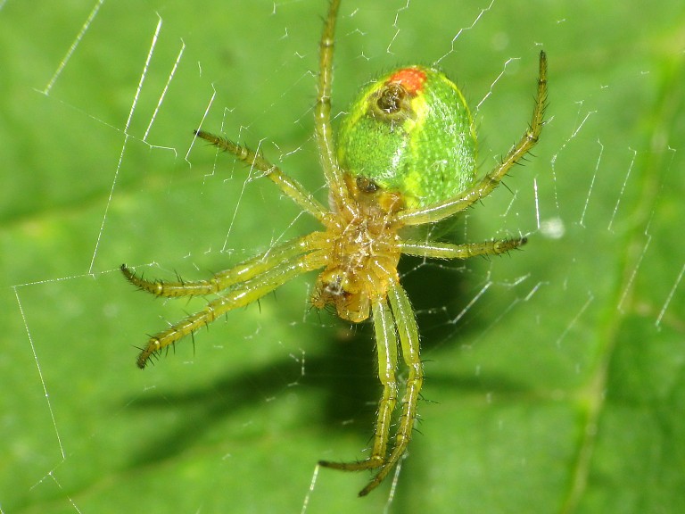Araniella cucurbitina