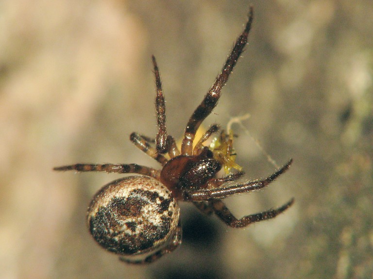 Stroemiellus stroemi