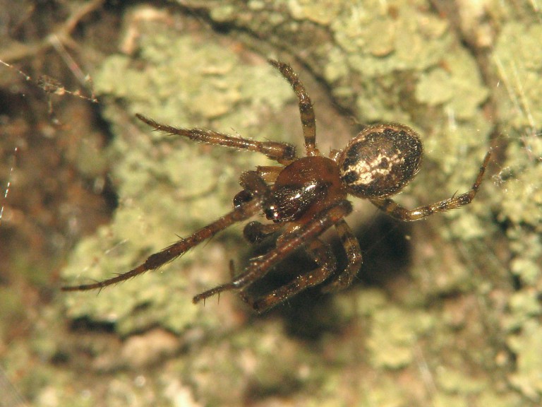 Stroemiellus stroemi