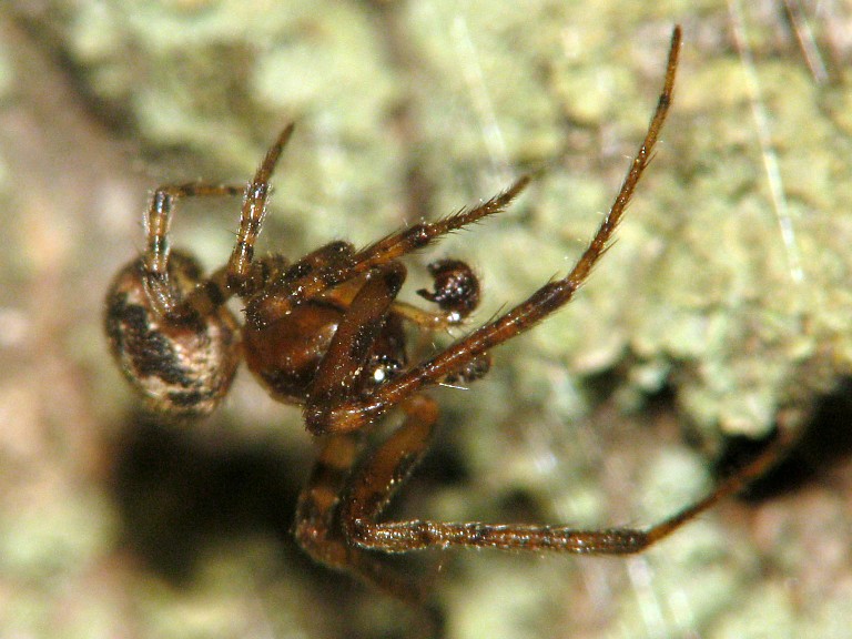 Stroemiellus stroemi