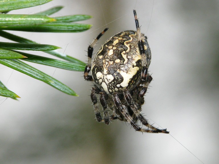 Araneus marmoreus