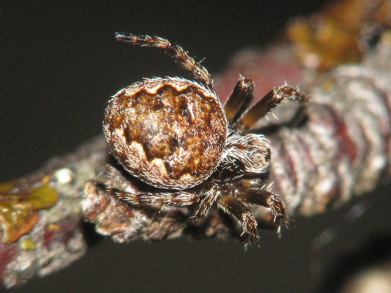 Larinioides patagiatus?