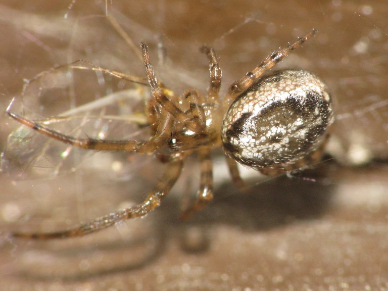 Stroemiellus stroemi