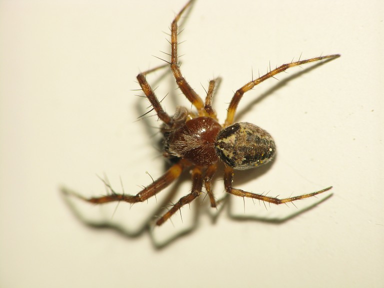 Araneus sturmi 