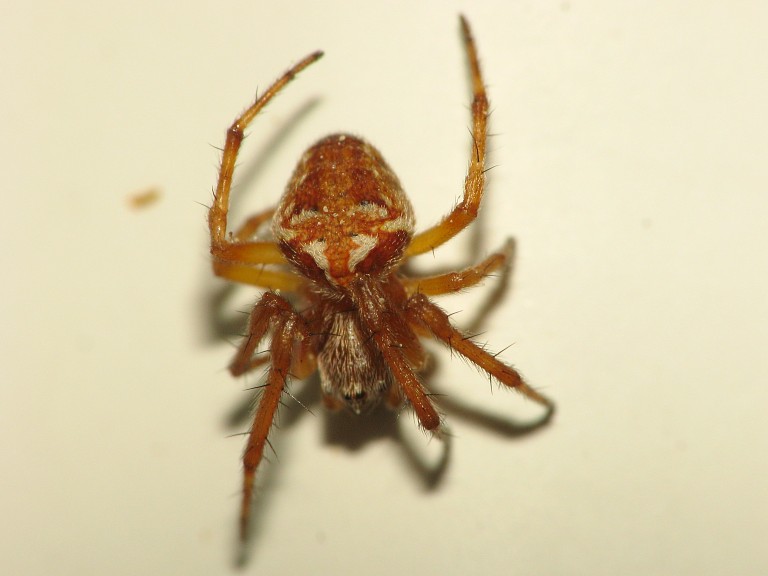 Araneus sturmi 