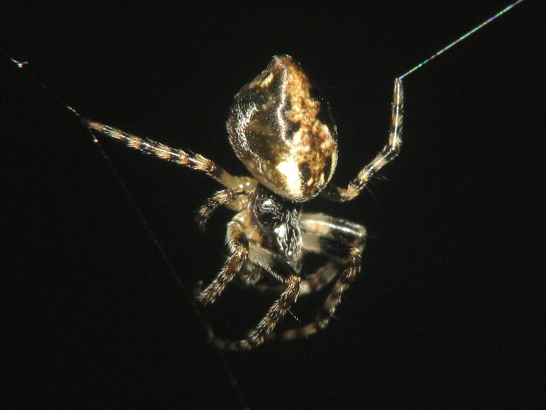 Cyclosa conica
