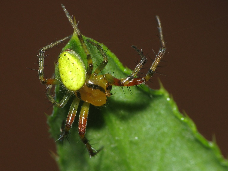 Araniella cucurbitina