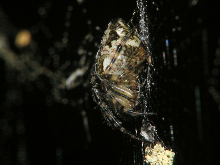 Cyclosa conica