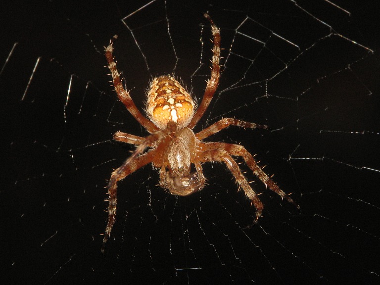 Araneus diadematus