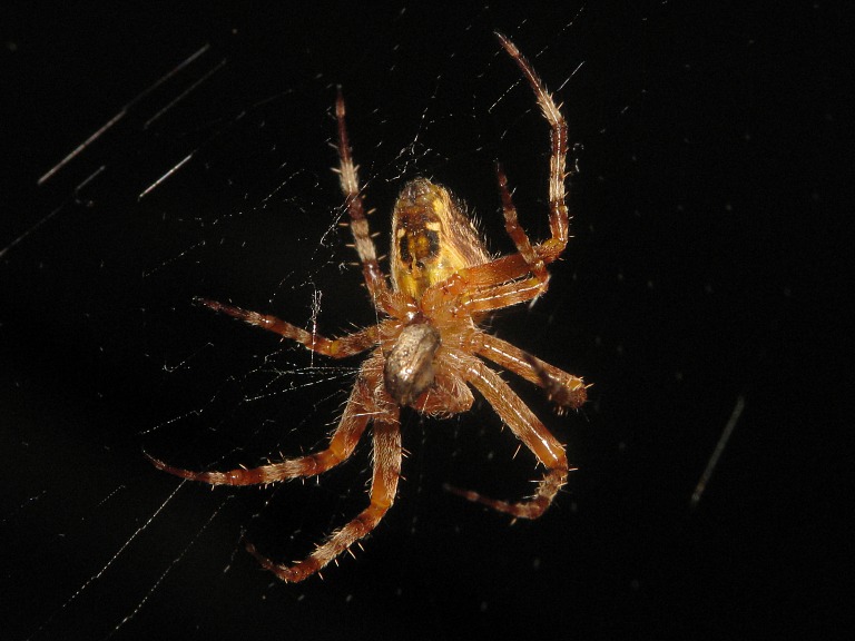 Araneus diadematus