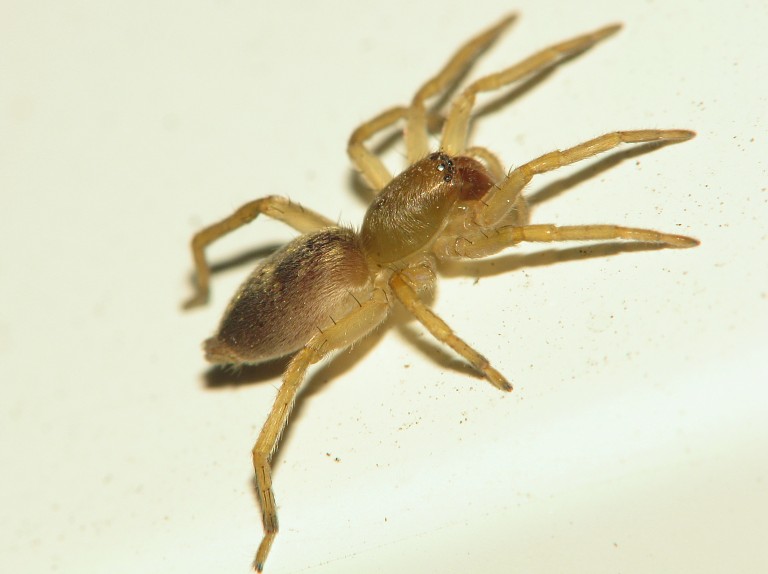 Clubiona sp.