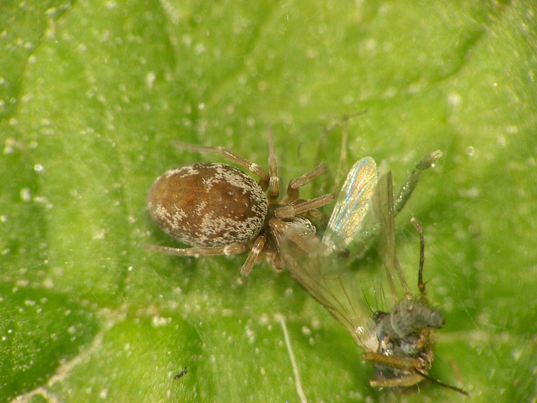 Dictyna sp.