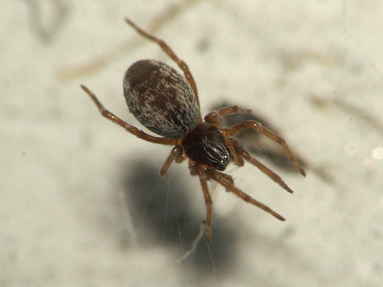 Dictyna sp.