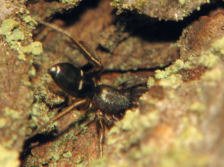 Micaria subopaca