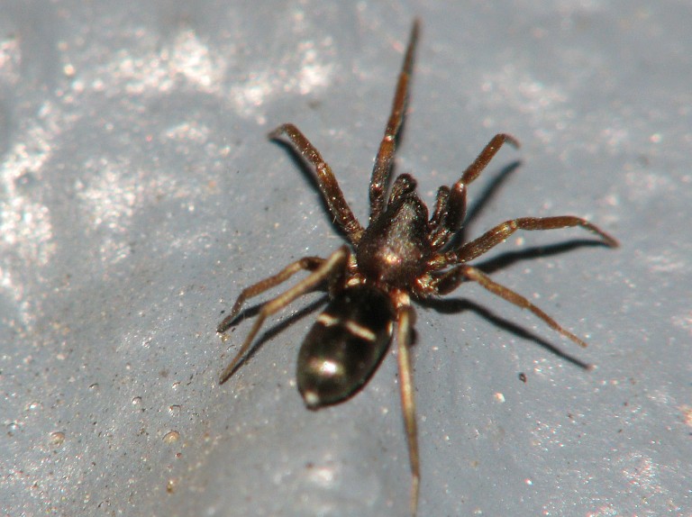 Micaria subopaca
