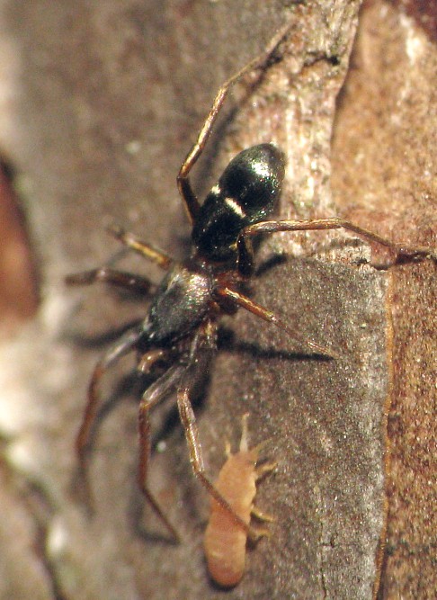 Micaria subopaca