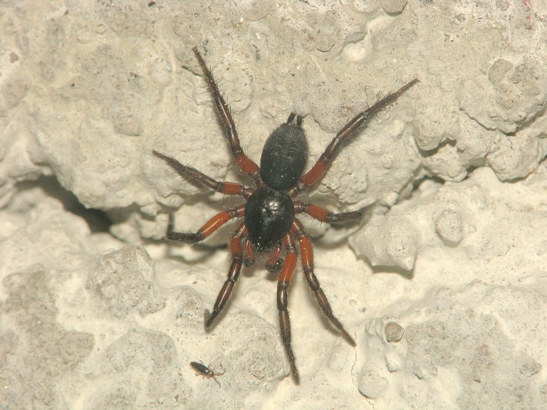Linyphiidae