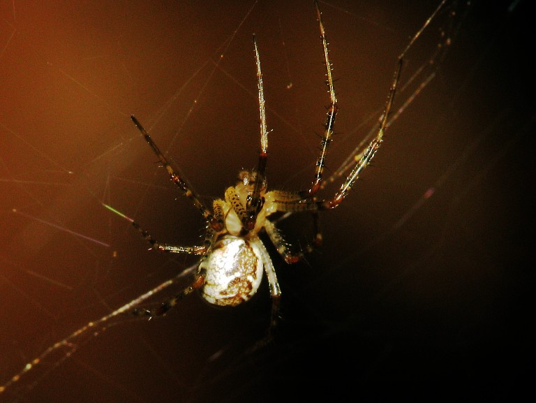 Pityohyphantes phrygianus