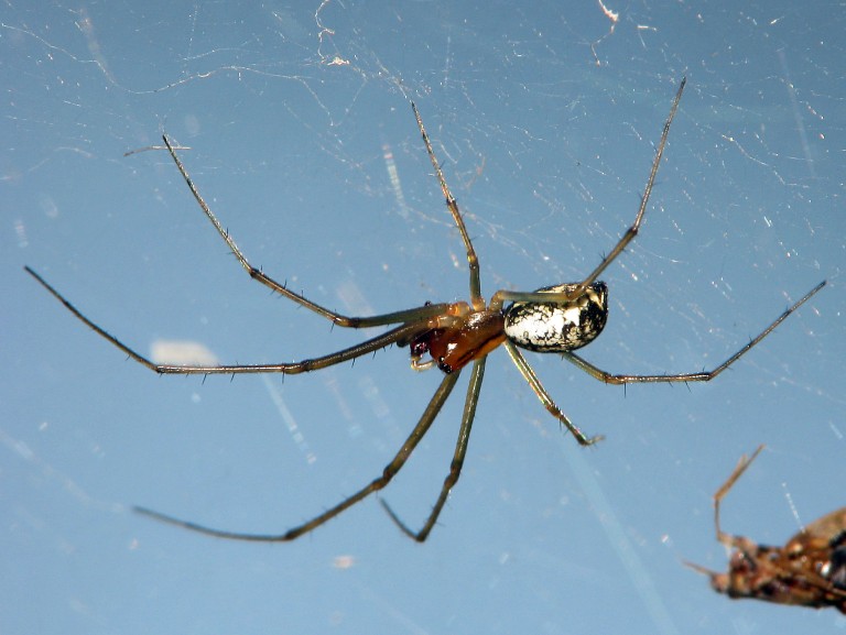 Linyphia triangularis