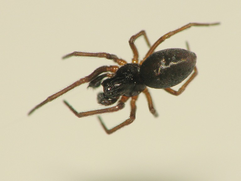 Dictyna sp.