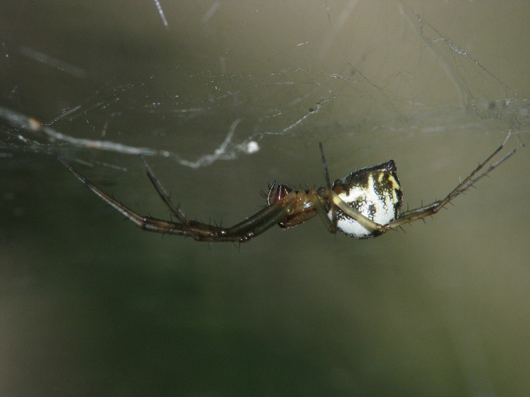 Linyphia triangularis