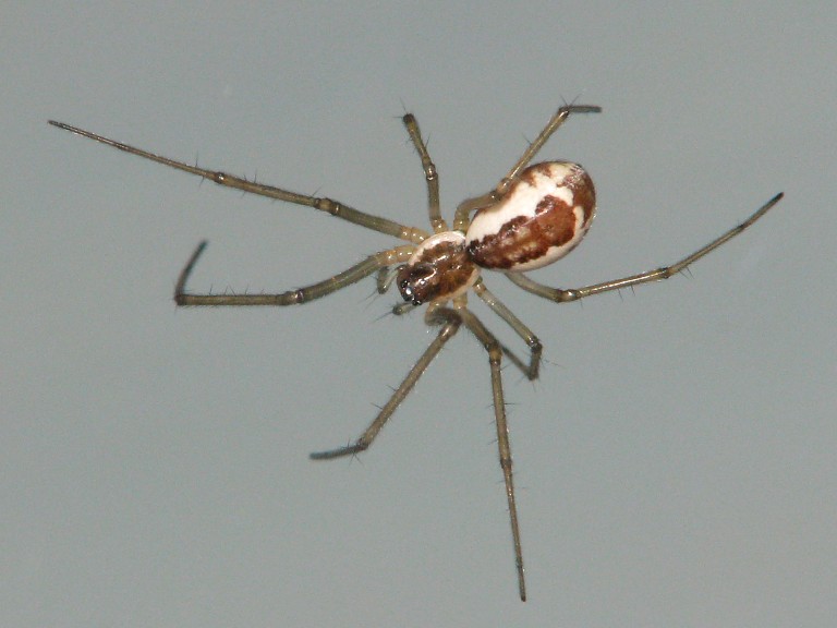 Neriene radiata