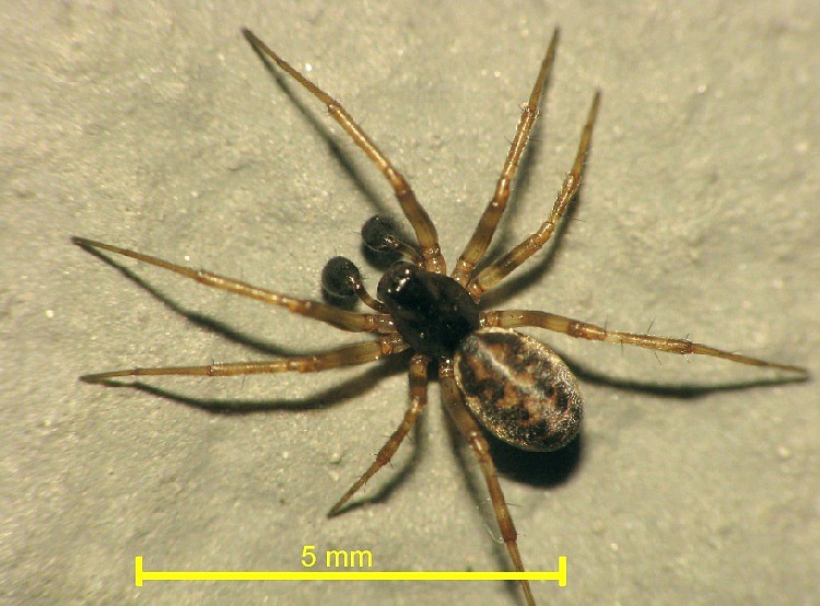 Neriene clathrata