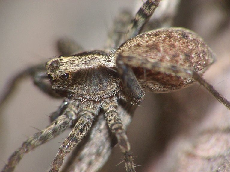 Pardosa sp.