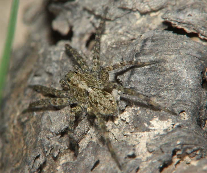 Pardosa amentata?